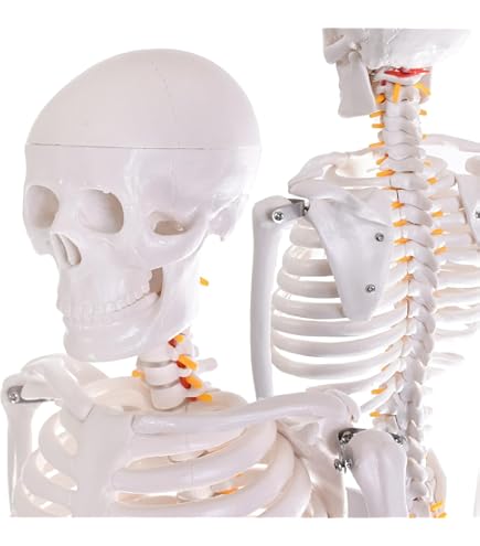 頭蓋骨　模型　骨格　標本　人体　カパラ　クマントーン　プラクルアン　呪物　魔術 Amazon.co.jp: 頭蓋骨 模型 骨格 標本 人体 カパラ クマントーン